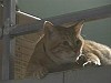 shomuni-nekos